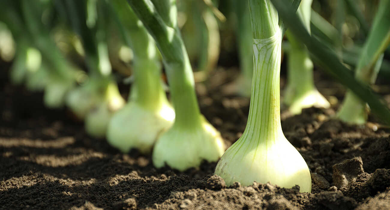вирощування цибулі